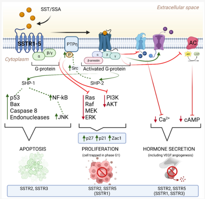 SSTR2細(xì)胞篩選模型